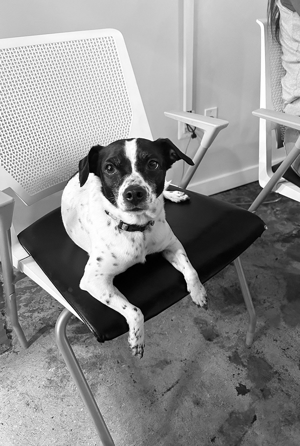 A small dog named Remi is sitting on a chair and looking at the camera.