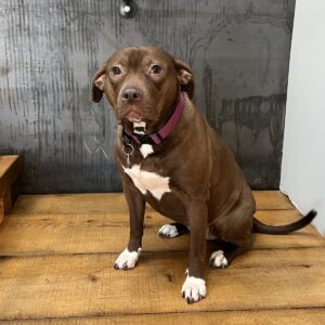 Lexi